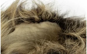 Śniegowce Loren-L Bitono, Czarny, Futro naturalne | Oscar Clearance